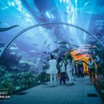 dubai aquarium & underwater zoo tickets