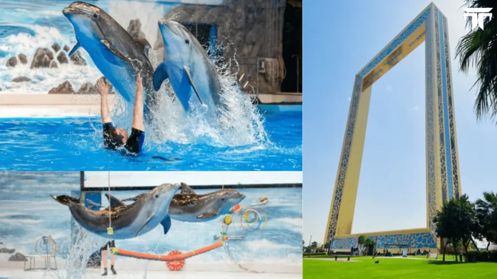 Dolphin & Seal Show Dubai Dolphinarium