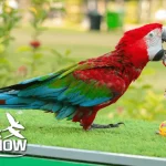 Exotic- Bird Show