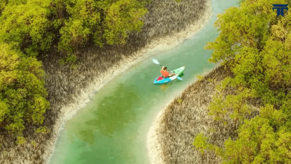 Guided Kayak Tour Mangroves