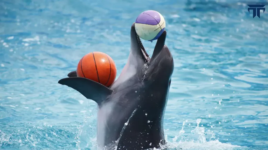 Swimming With Dolphins Dubai